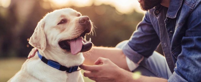  Discover the Best Pet Friendly Hotels Near Ocala, FL for Your Next Getaway