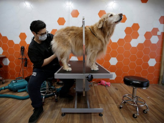  Discover the Ultimate Pet Grooming Experience with Angie's Mobile Pet Styling