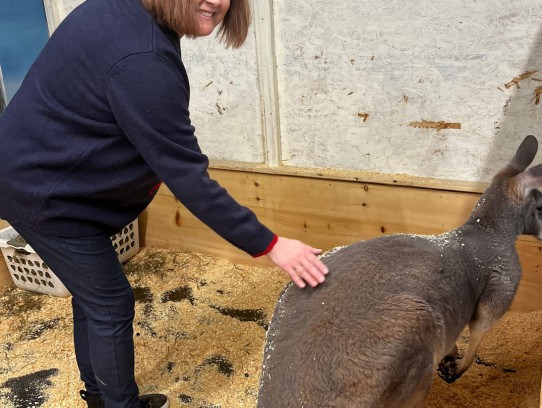  Discover the Magic of an Alpaca Petting Farm: A Unique Experience for Animal Lovers