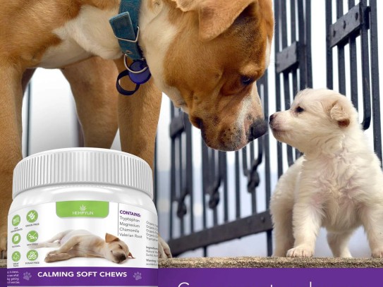  Discover Amazing Savings with My Pet Peed Coupons: Your Ultimate Guide to Affordable Pet Care